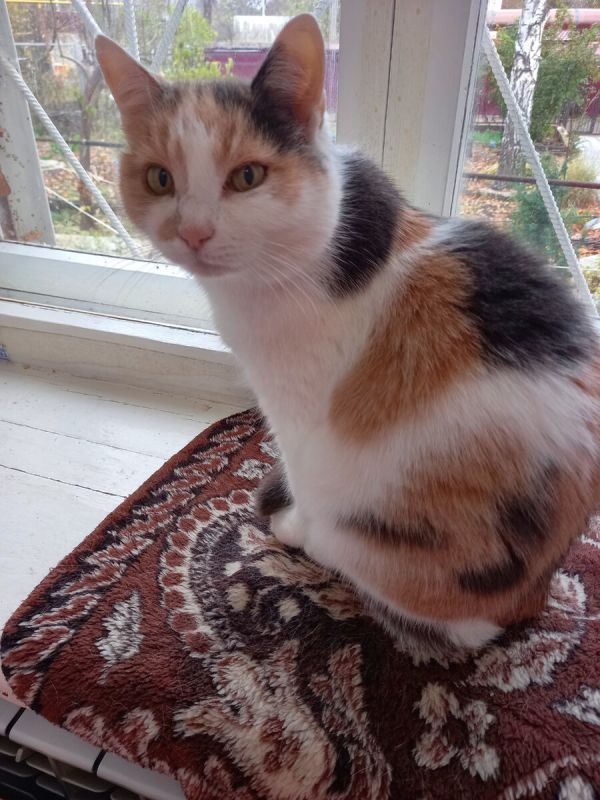 Почему ночные забавы кошек могут стать проблемой и как это исправить