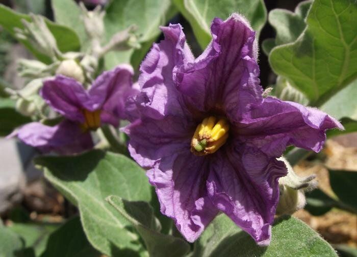 Как повторно сажать баклажаны на одном участке без потери урожайности