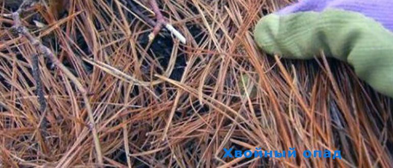 Хвойный опад: натуральное удобрение и надежный защитник растений