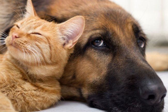 Госдума предлагает ограничить количество домашних питомцев в городских квартирах