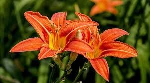 Зимостойкие многолетники для ленивого садоводства: пять лучших вариантов