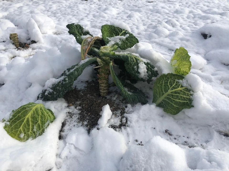 Почему стебли капусты могут стать вашим секретом к?? урожаю