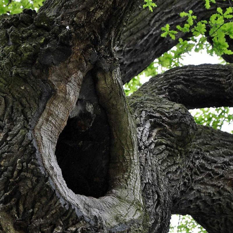 Как предотвратить гибель плодовых деревьев: эффективные методы лечения дупел