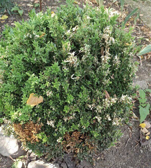 Новые угрозы для садоводов: томатная минирующая моль и самшитовая огневка