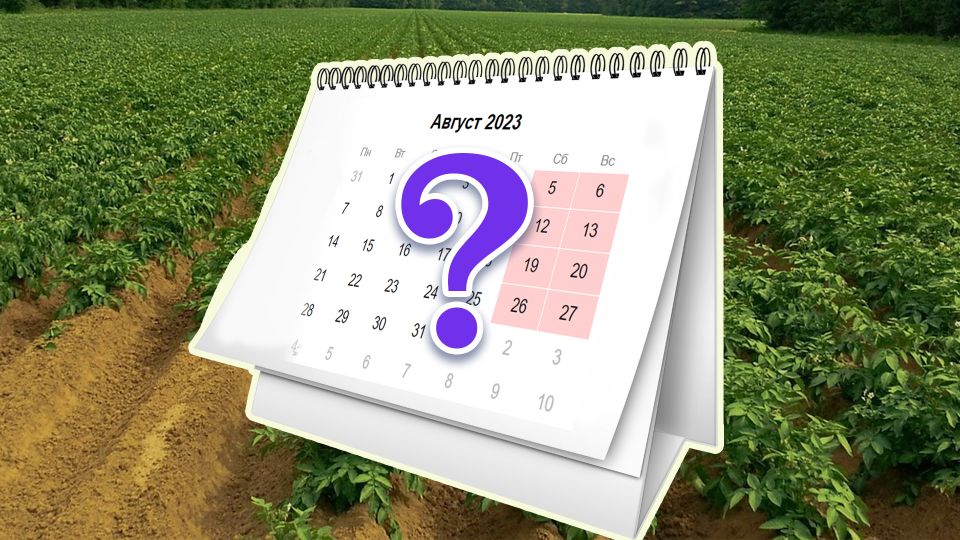 До конца лета получите еще урожай: посадите после раннего картофеля вот что