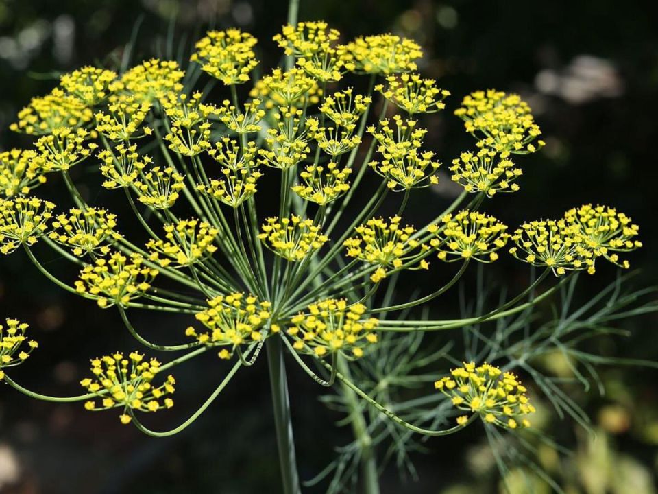 Секреты успешного севооборота: что сажать после клубники