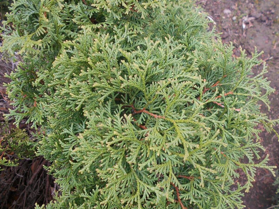 Весеннее возрождение туи: секреты идеальной подкормки