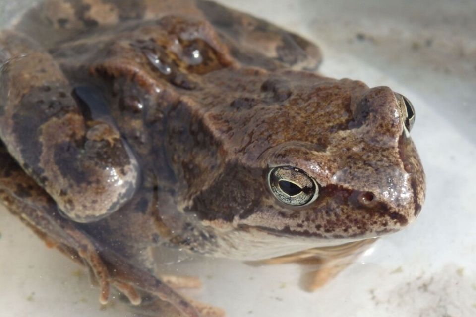 Почему земные жабы и лягушки – лучшие союзники вашего огорода