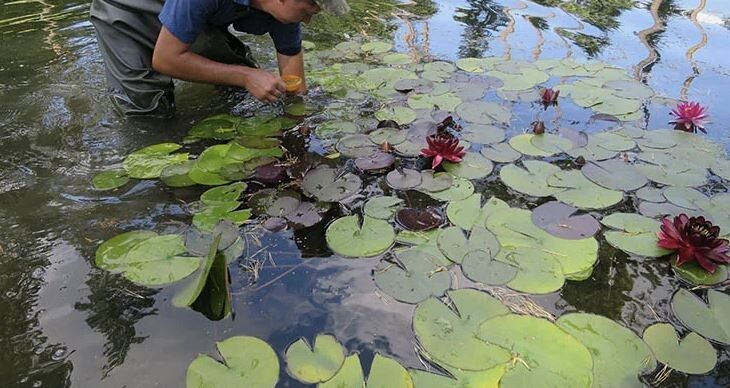 Натуральные удобрения для прибрежных растений: как ухаживать за зелеными уголками у воды без химии
