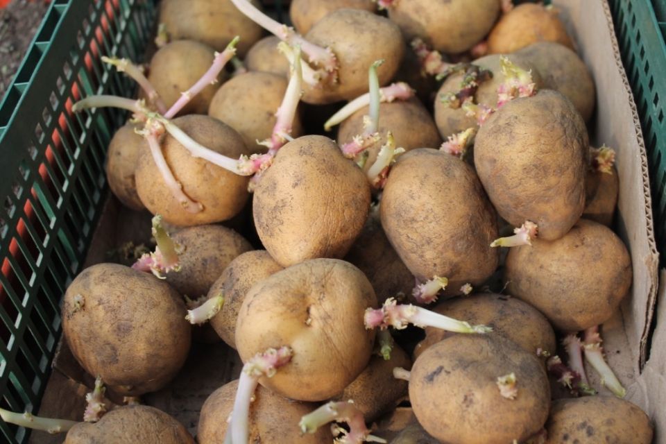 Как заставить картофель расти быстрее: секреты проращивания и созревания