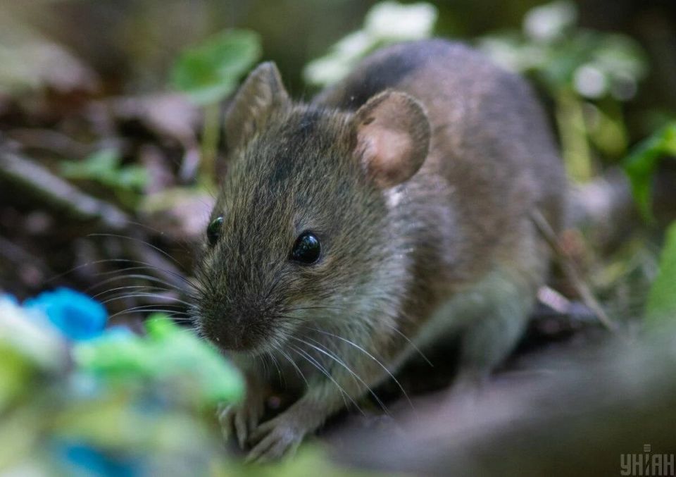 Зимние секреты: как предотвратить нашествие мышей в вашем доме