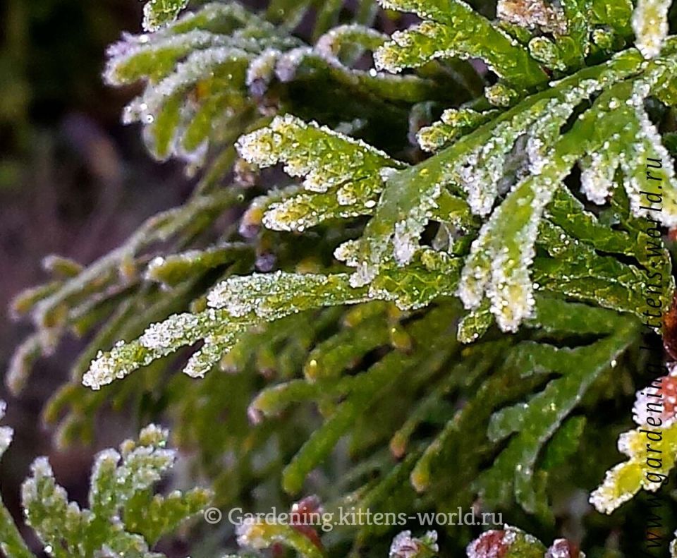 Зимнее черенкование туи и можжевельника: простой и эффективный метод