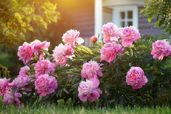 Как добиться буйного цветения пионов: секреты правильной подкормки