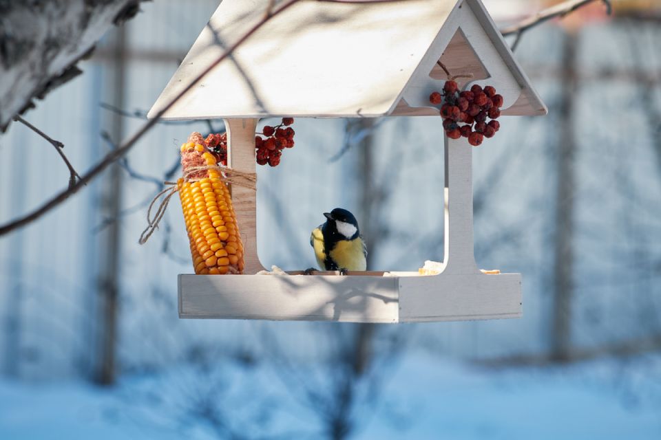 Как забота о птицах и ежах может снизить количество вредителей в вашем саду