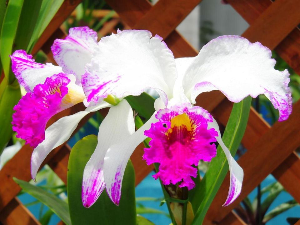 Цветущая каттлея: как ухаживать за королевой орхидей