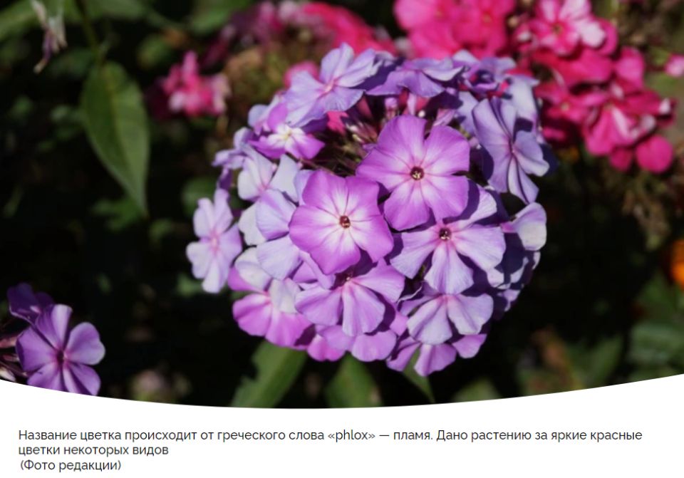 Как добиться блестящих флоксов в вашем саду: секреты успешной посадки и ухода