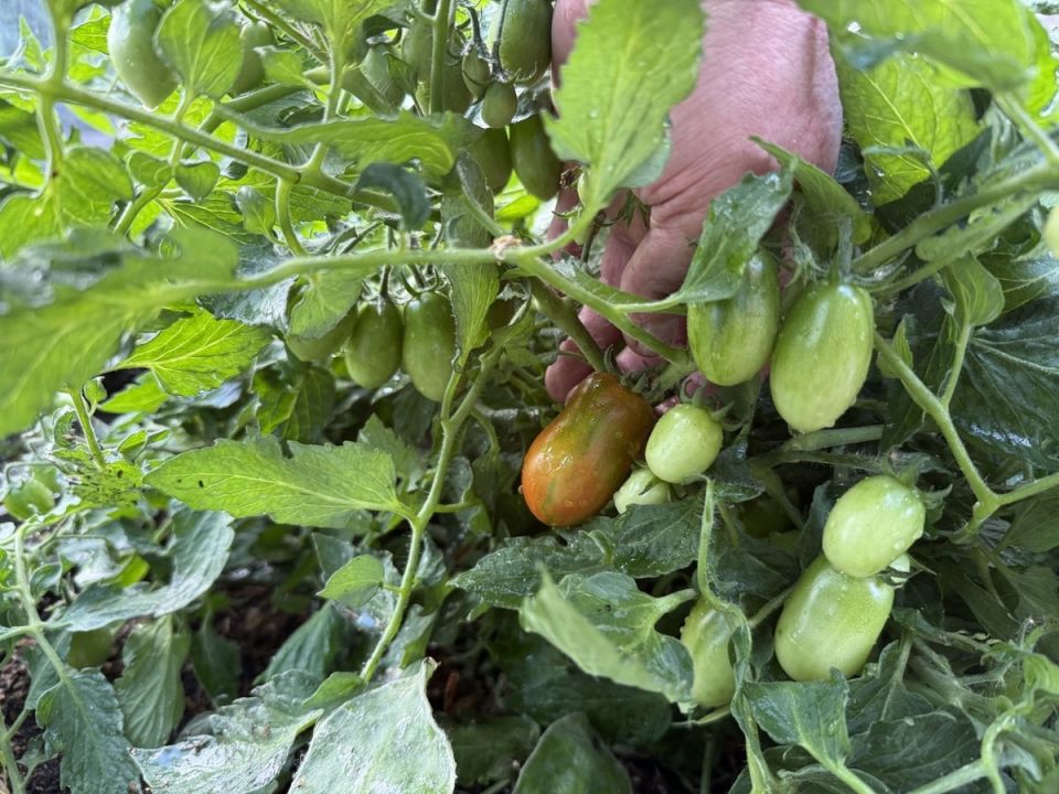 Необычный эксперимент: в саду появился уникальный томат "Тигр акробат"