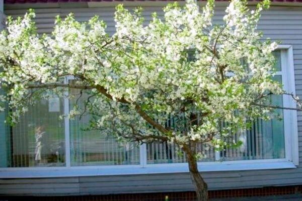 Вишня Чернокорка: секреты успешного выращивания и невероятных плодов