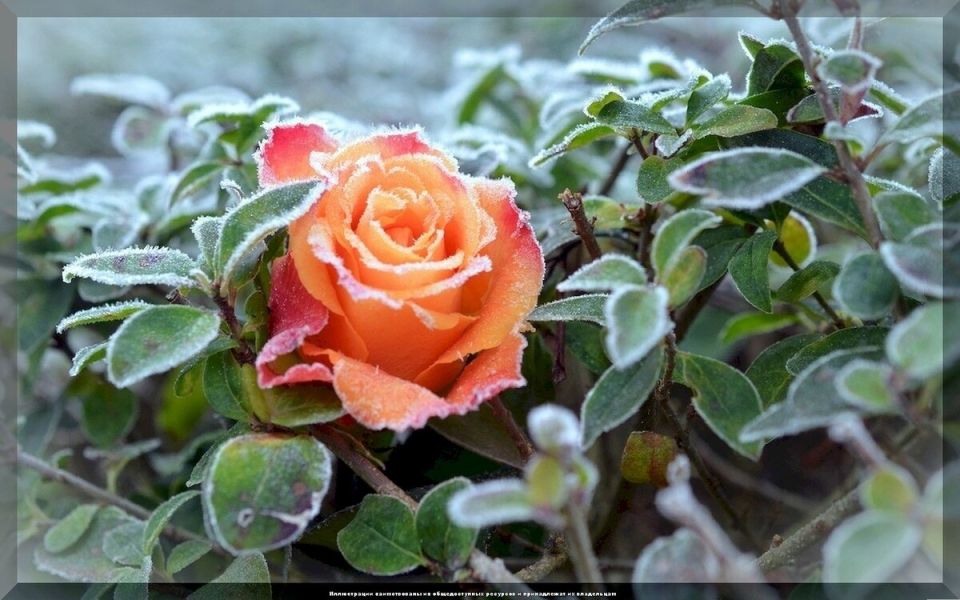 Осенний уход за розами: секреты успешного цветения