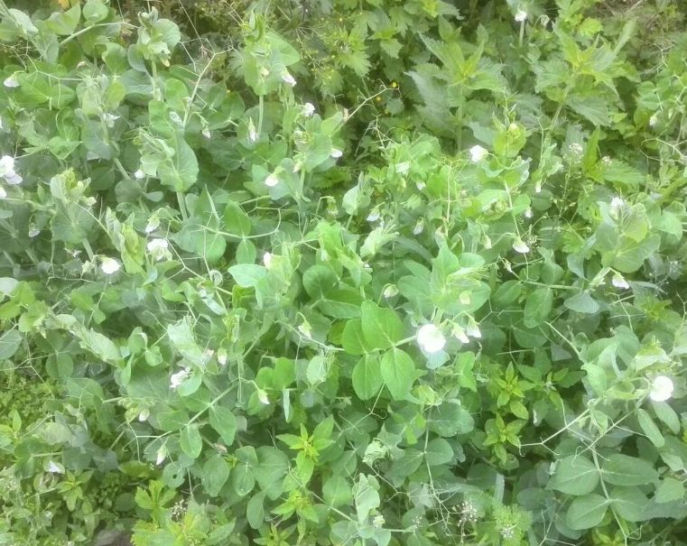 Эффективные стратегии борьбы с проволочником: как защитить ваши растения