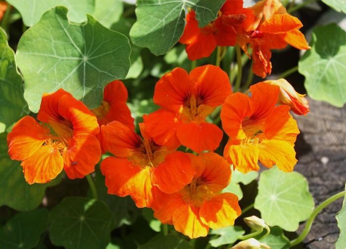 Настурция: яркие цвета и здоровье вашего сада