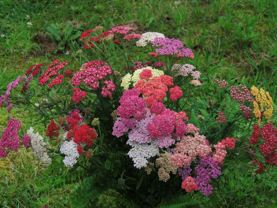 Ахиллея: секрет красоты вашего сада, который вы не знали