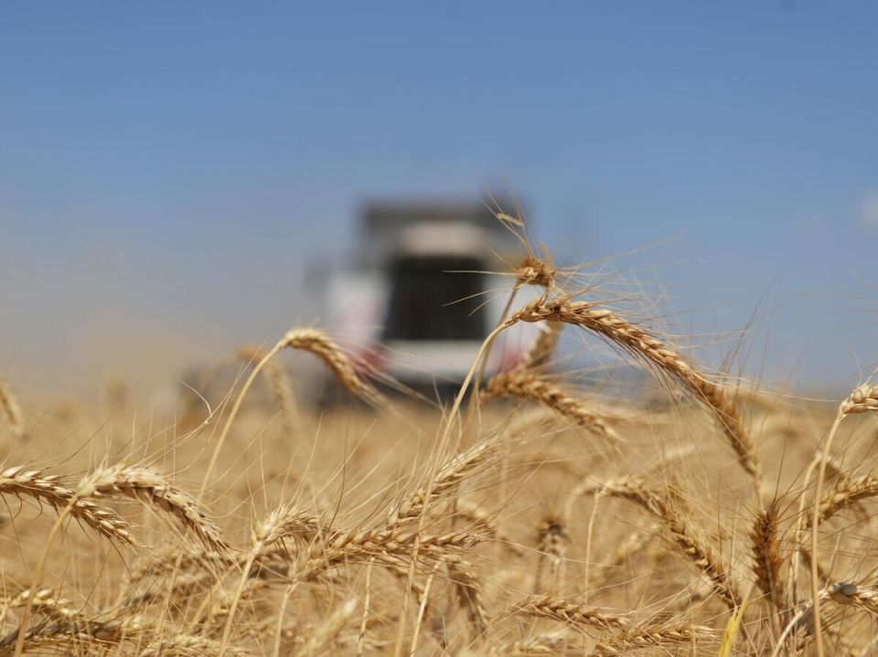 Политические зёрна: Армения меняет курс на зерно из Украины