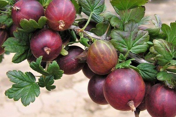 Чем сорт крыжовника Серенада покорил садоводов и как его правильно вырастить?