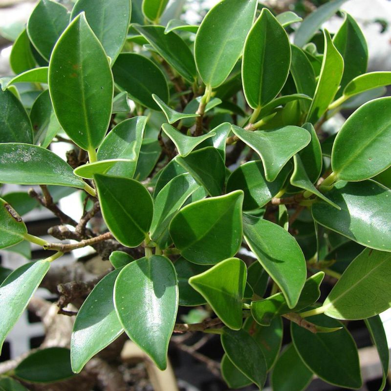 Секреты идеального фикуса: как добиться здоровья и красоты вашего растения