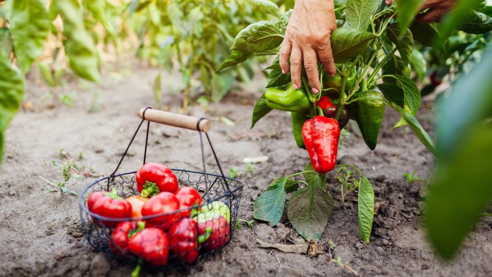 Нужно ли обрезать коронный цветок у перца: теперь будете знать наверняка
