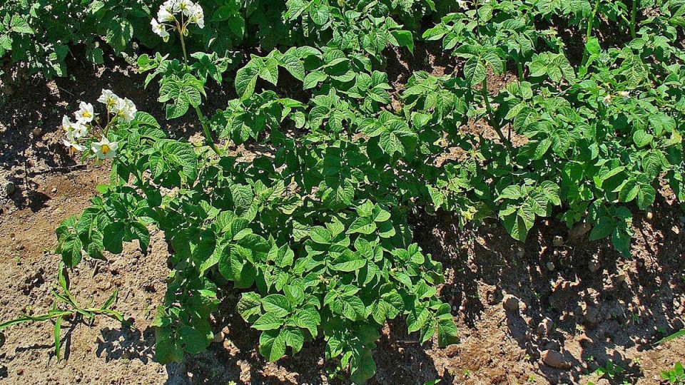 Когда забыть про окучивание картофеля