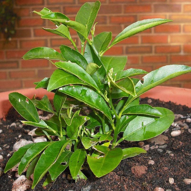 Как вырастить мандарин из семечка: шаг за шагом к домашнему цитрусу