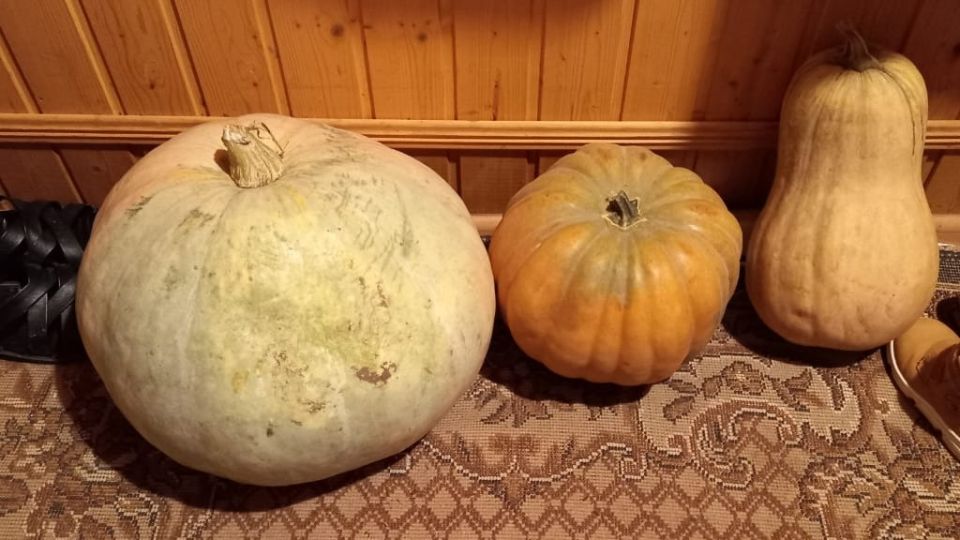 Как мускатная тыква становится десертом: ждите 45 дней для идеальной сладости