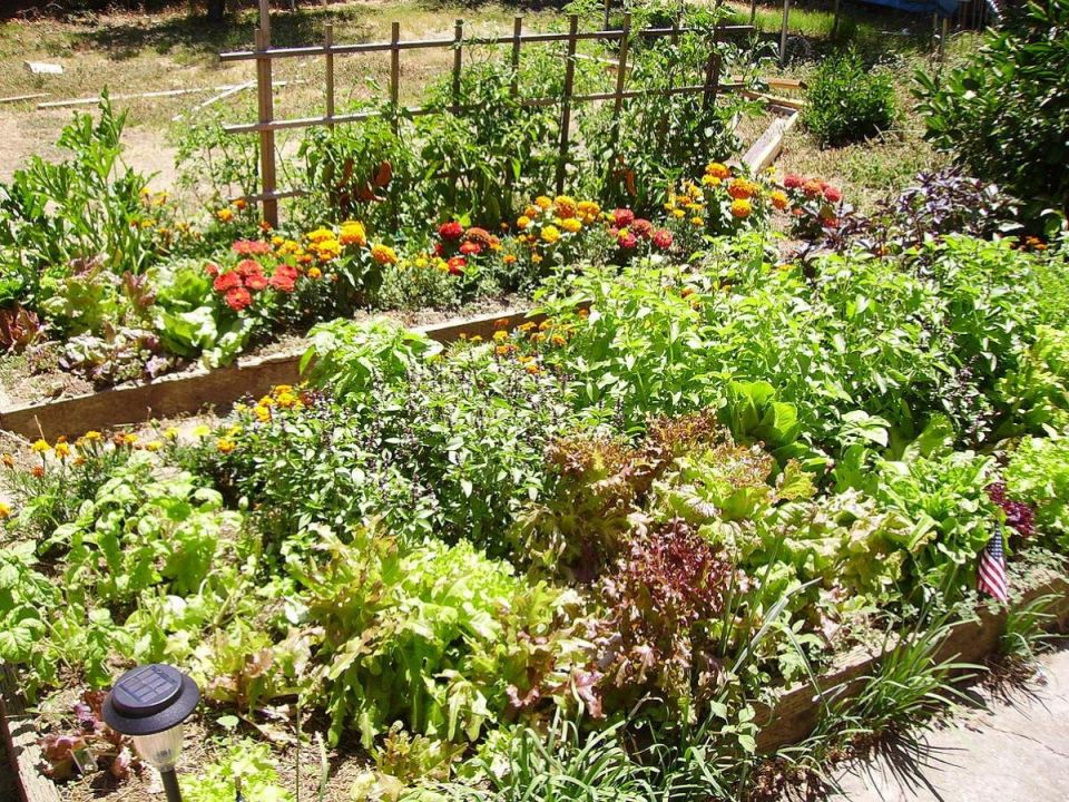 Недозрелые овощи: неожиданные возможности для гурманов