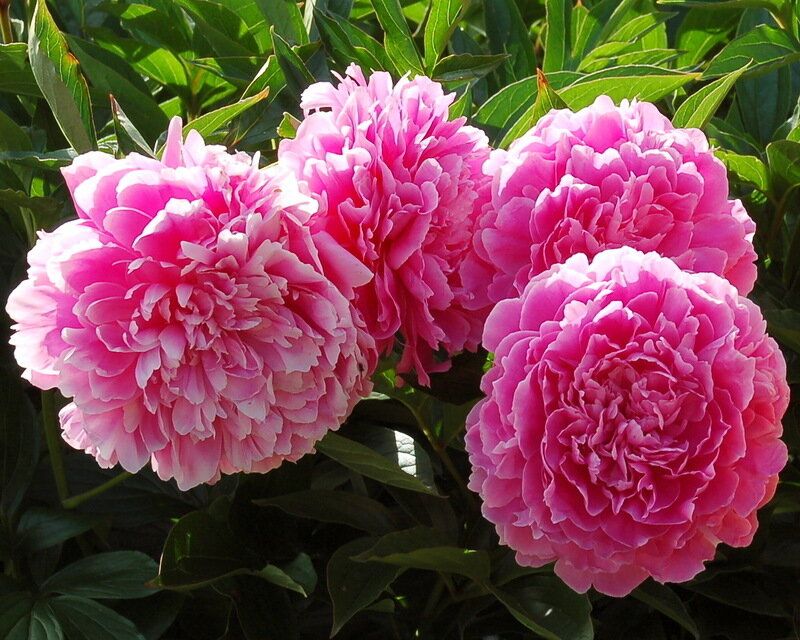 Пионы, которые завораживают: откройте для себя уникальные сорта