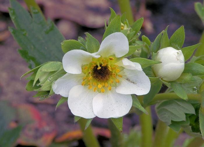 Защита клубники от болезней: проверенные методы для садоводов