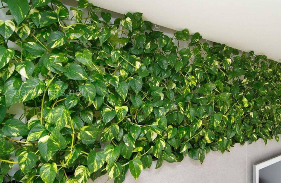 Сциндапсус: экзотическая лиана для вашего дома