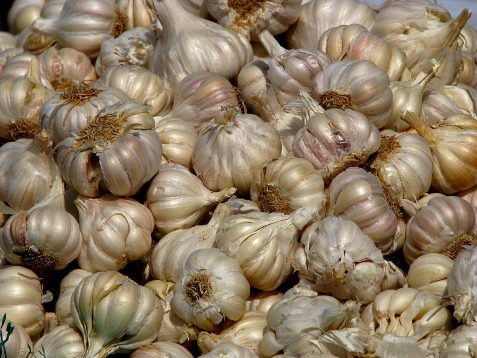 Как вырастить рекордный чеснок: секреты полива и ухода