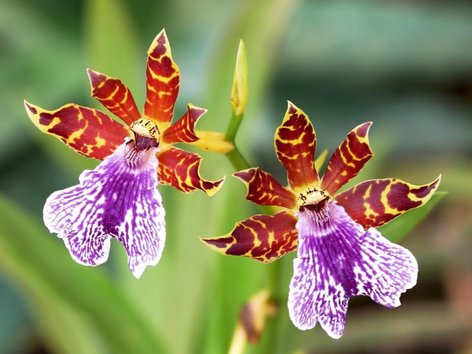 Секреты ухода за орхидеями: как заставить их цвести круглый год