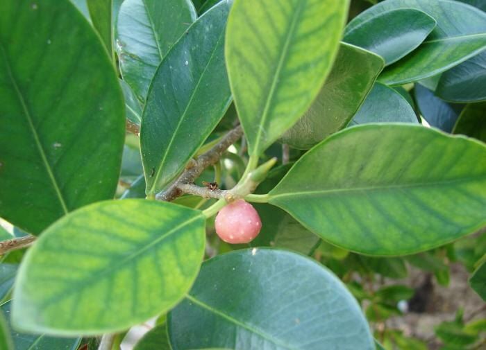 Почему ваш фикус не растет: Разбираемся в причинах и ловим на корню проблемы