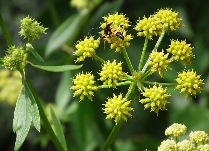Любисток: идеальный союзник для здоровья и кулинарии