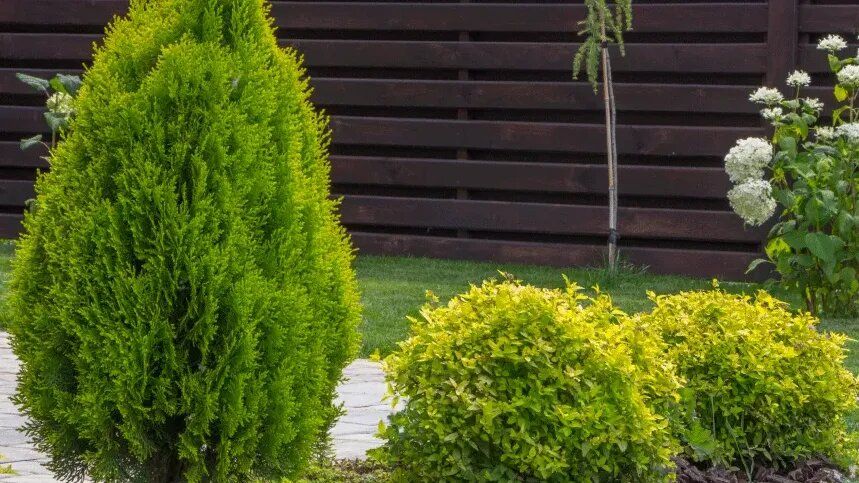 Как подготовить туи к зиме: советы по осеннему уходу за хвойниками