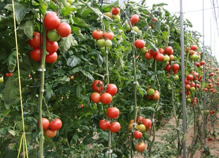 Кулинарное чудо для ваших помидоров: как хлебная подкормка может преобразить урожай