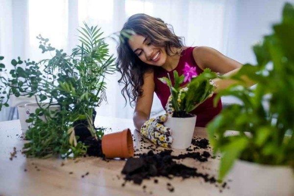 Как избавиться от плесени в горшках с домашними растениями: проверенные способы