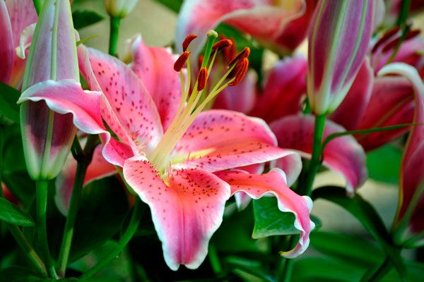 Уход за лилиями после цветения: секреты успешного роста