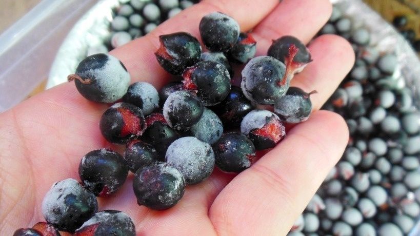 Как сохранить аромат и вкус черной смородины на зиму: интересные советы по заморозке