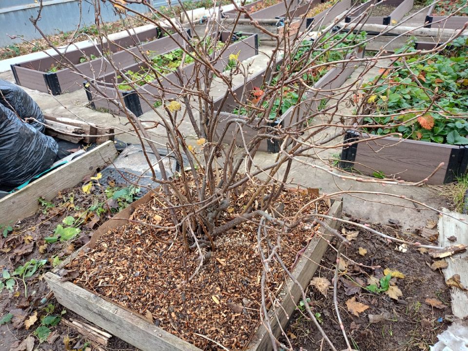 Подготовка смородины к зиме: секреты успешной урожайности