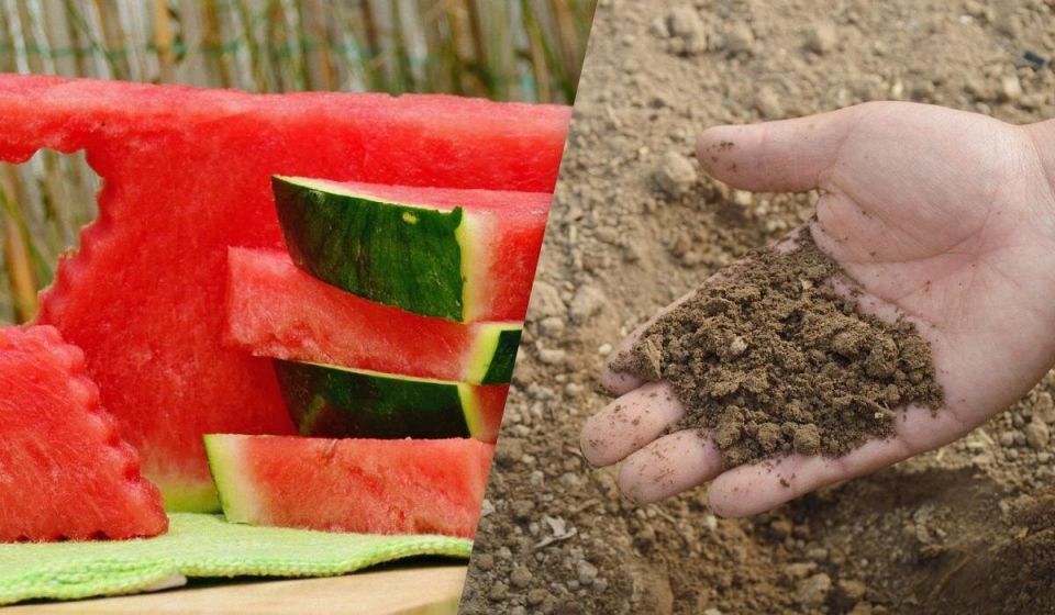Как арбузные корки могут стать вашим секретом в огороде