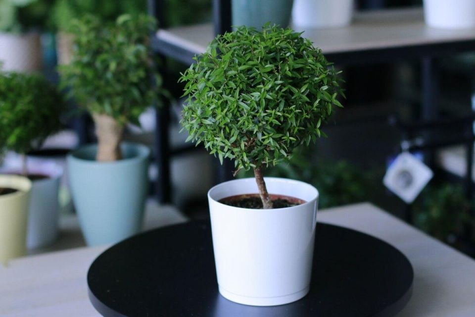 Мирт: Зеленое сокровище в вашем доме