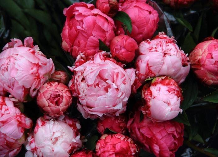 Июнь в саду: топ-5 цветов, которые дарят летнюю сказку